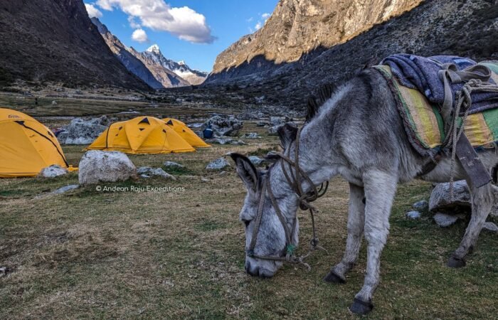 Donkeys are important for the development of our trekking expeditions