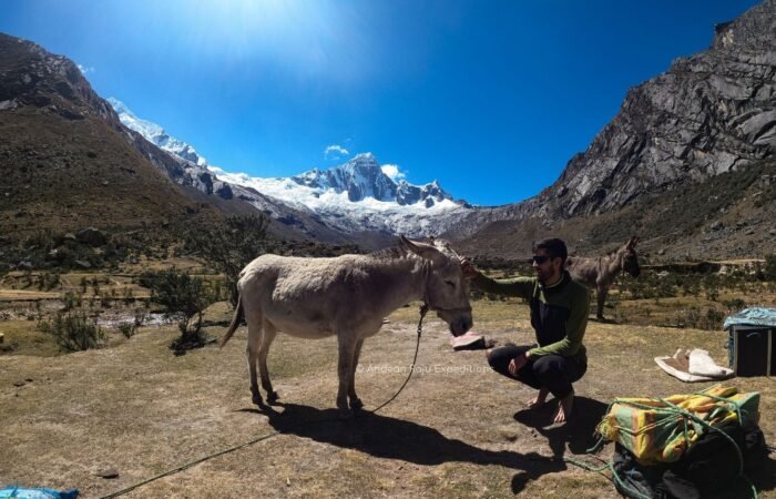 Our donkeys are important in our mountain expeditions.