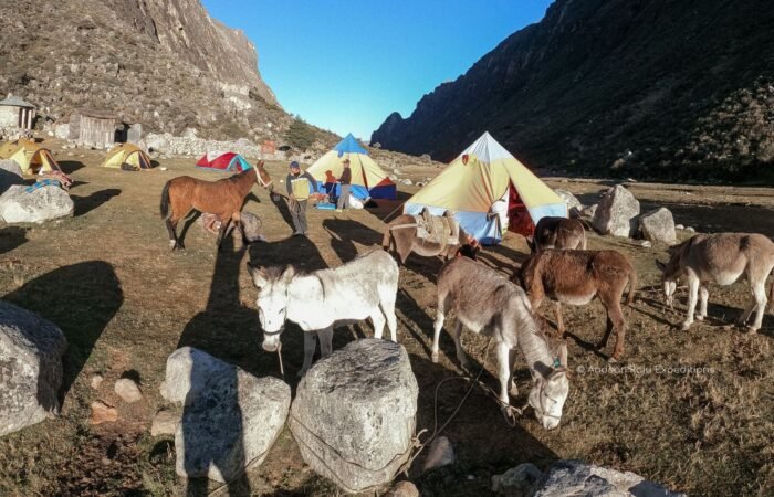 Our donkeys at Camp Llamacorral