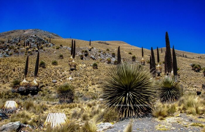 Puya Raimondi