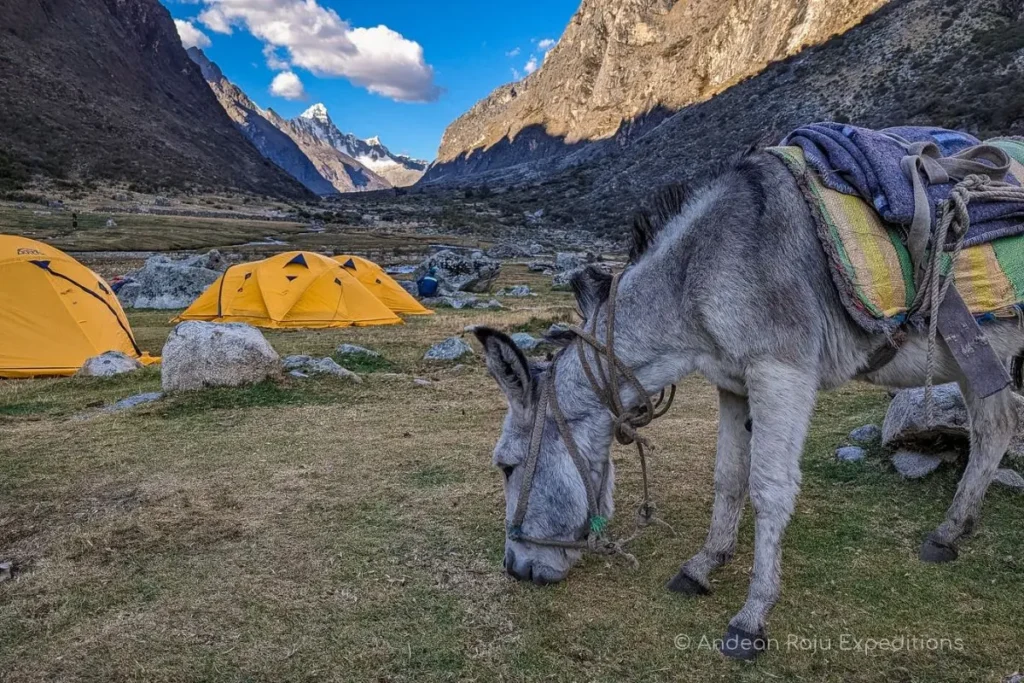 Arrieros and donkeys carrying gear up the Santa Cruz valley toward Alpamayo base camp